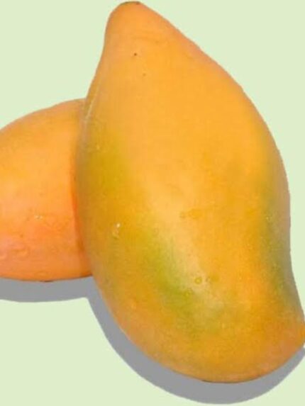 Bangalore Mango